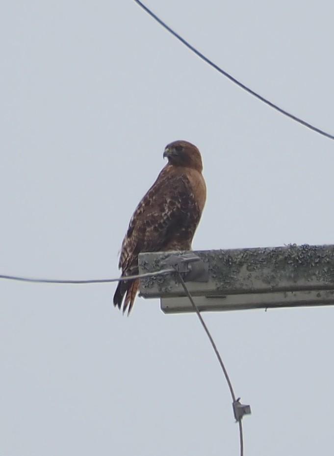 Red-tailed Hawk (calurus/alascensis) - ML615509348