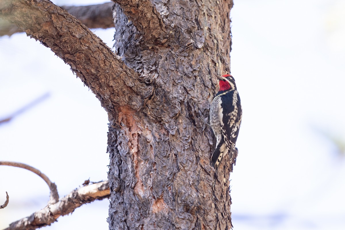 Red-naped Sapsucker - Michael Sadat