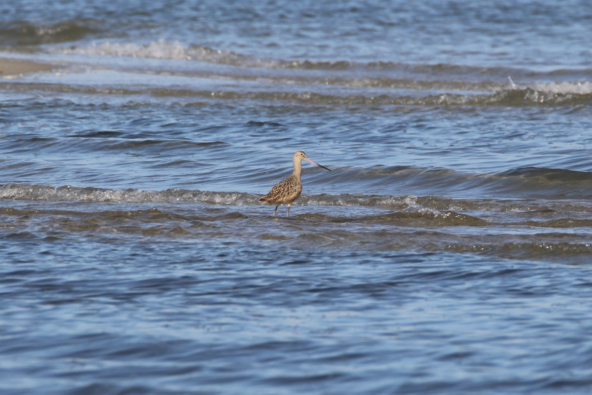 Marbled Godwit - Mark Brompton