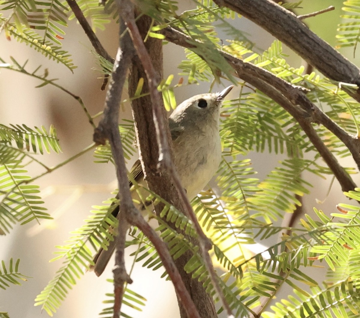 Ruby-crowned Kinglet - ML615509396