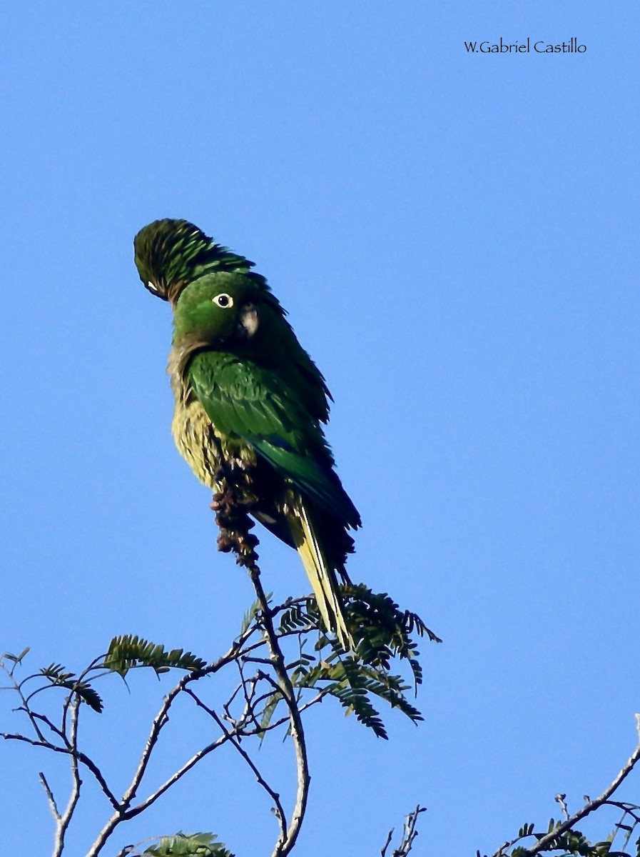 Olive-throated Parakeet - ML615509400