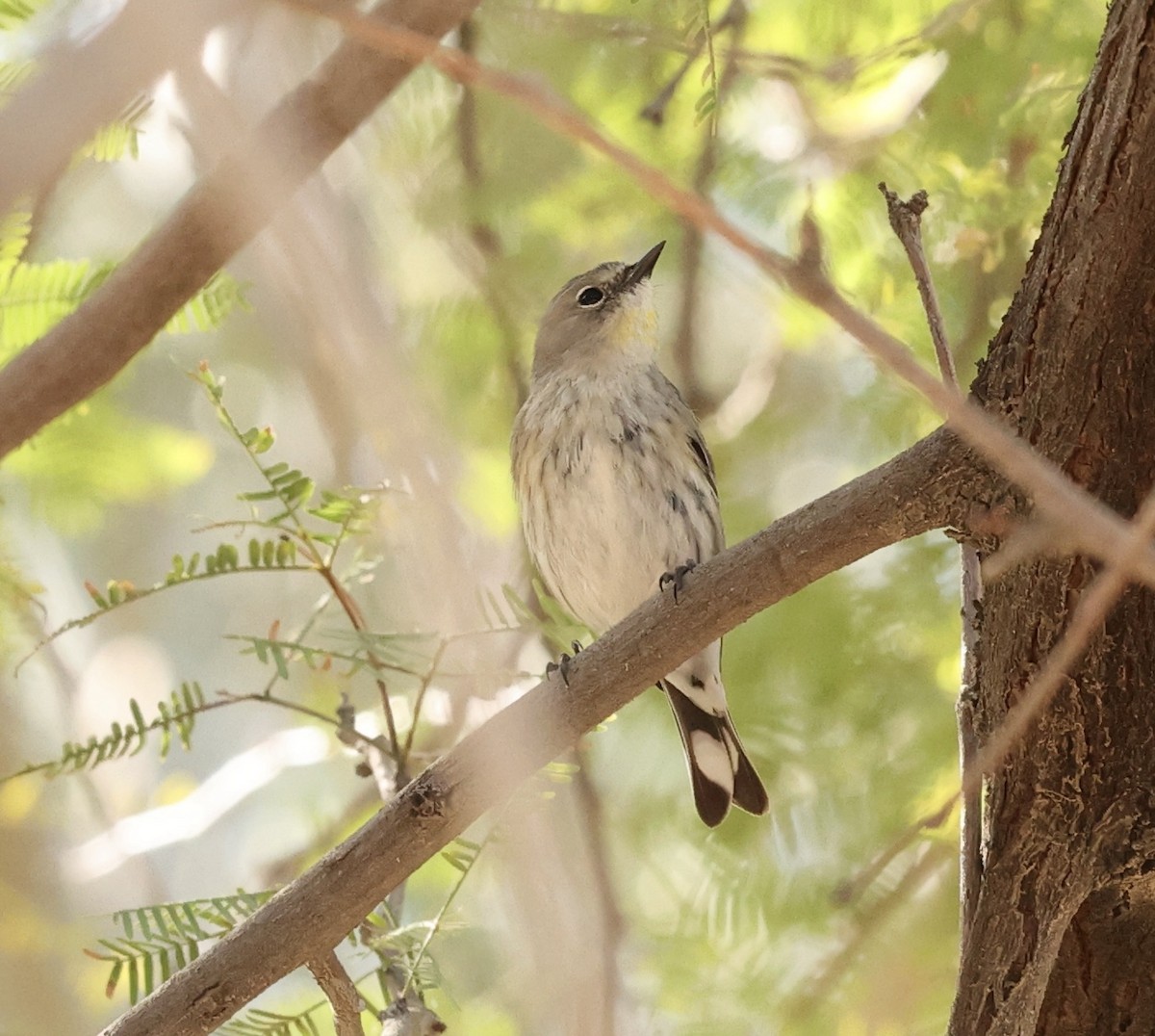 Yellow-rumped Warbler - ML615509407