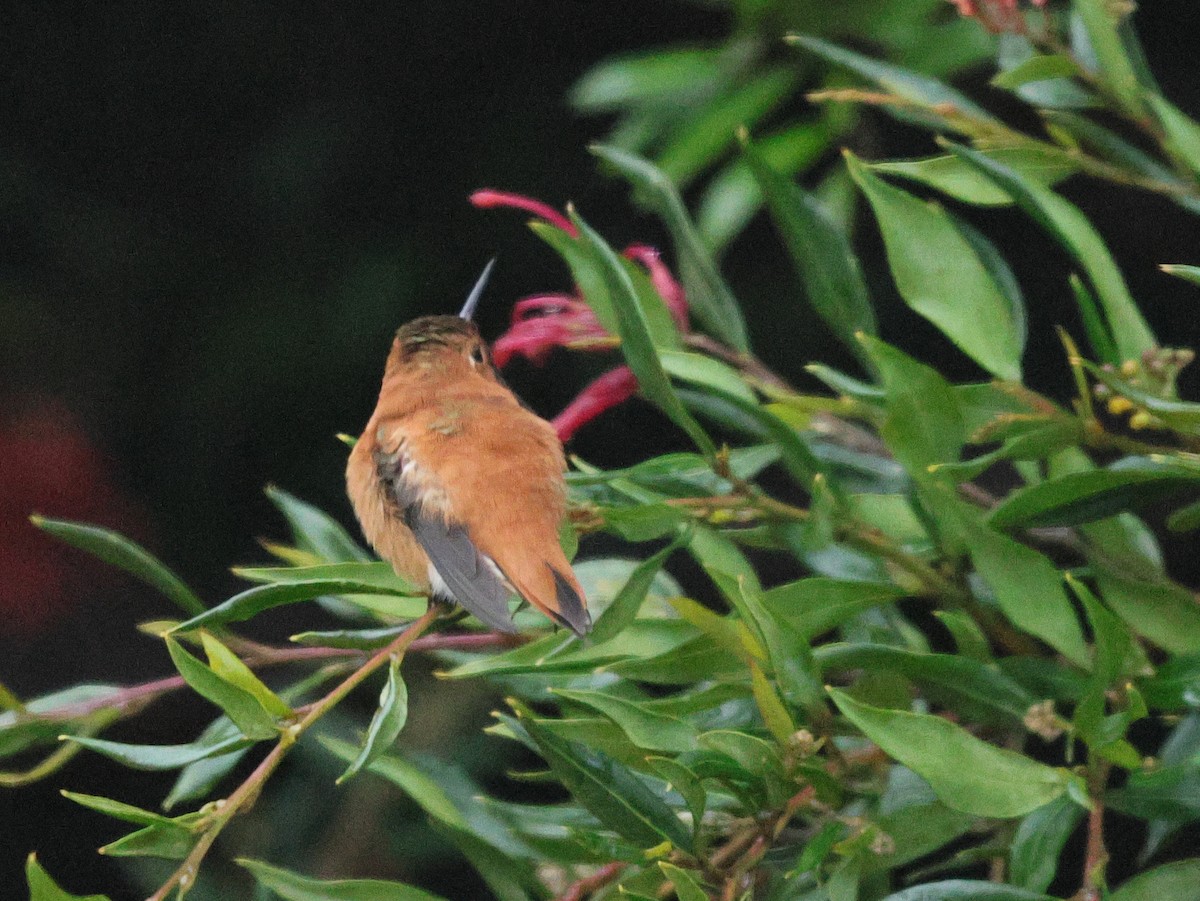 Rufous Hummingbird - ML615509410