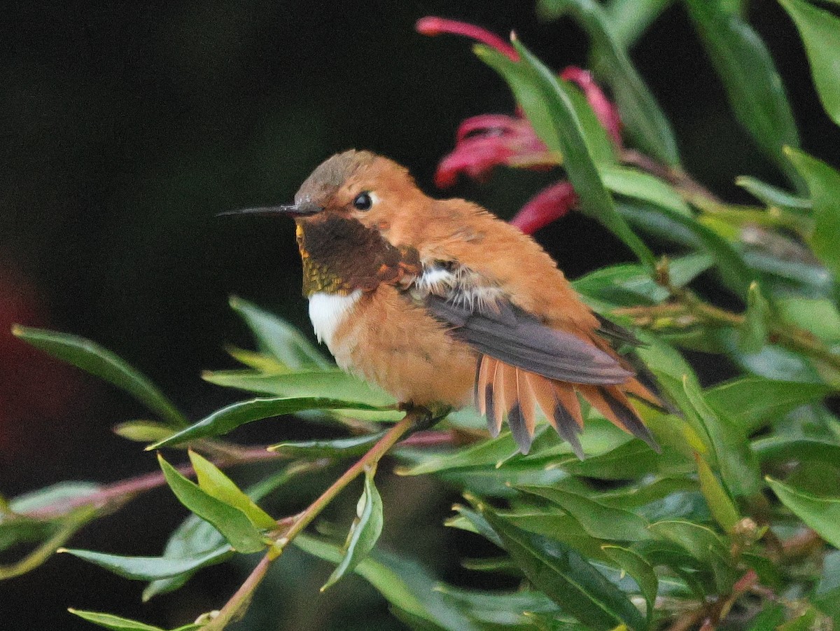 Rufous Hummingbird - ML615509411