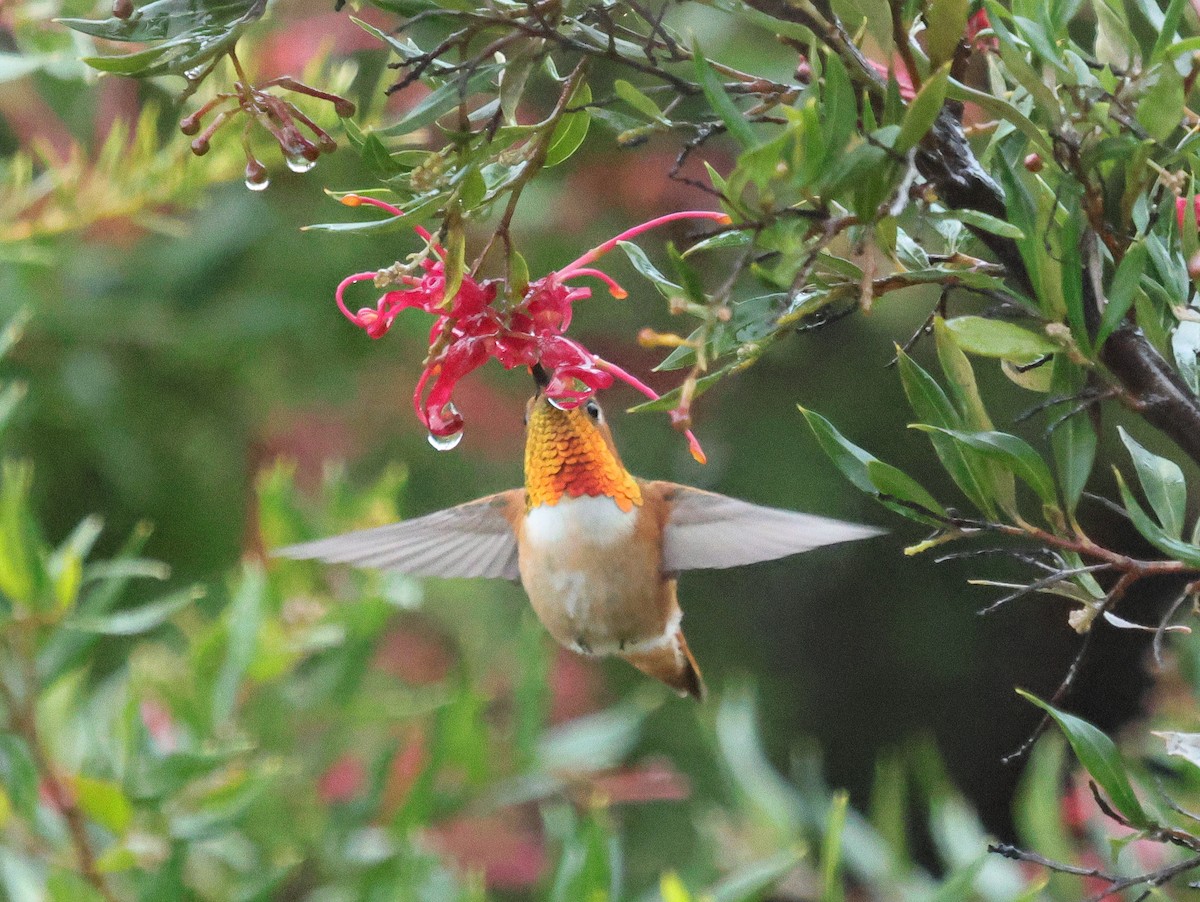 Rufous Hummingbird - ML615509413