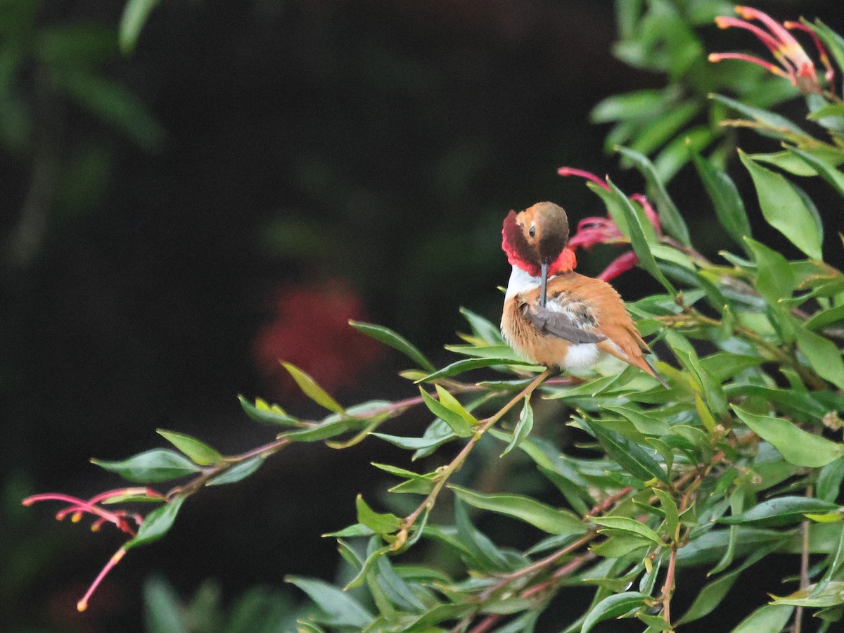 Rufous Hummingbird - ML615509415