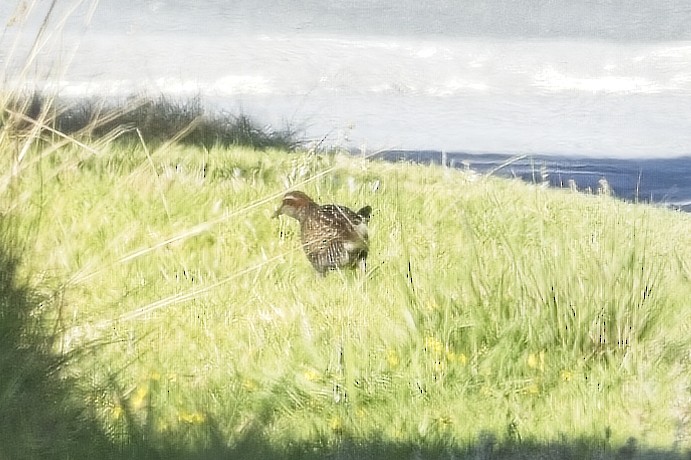 Buff-banded Rail - ML615509420