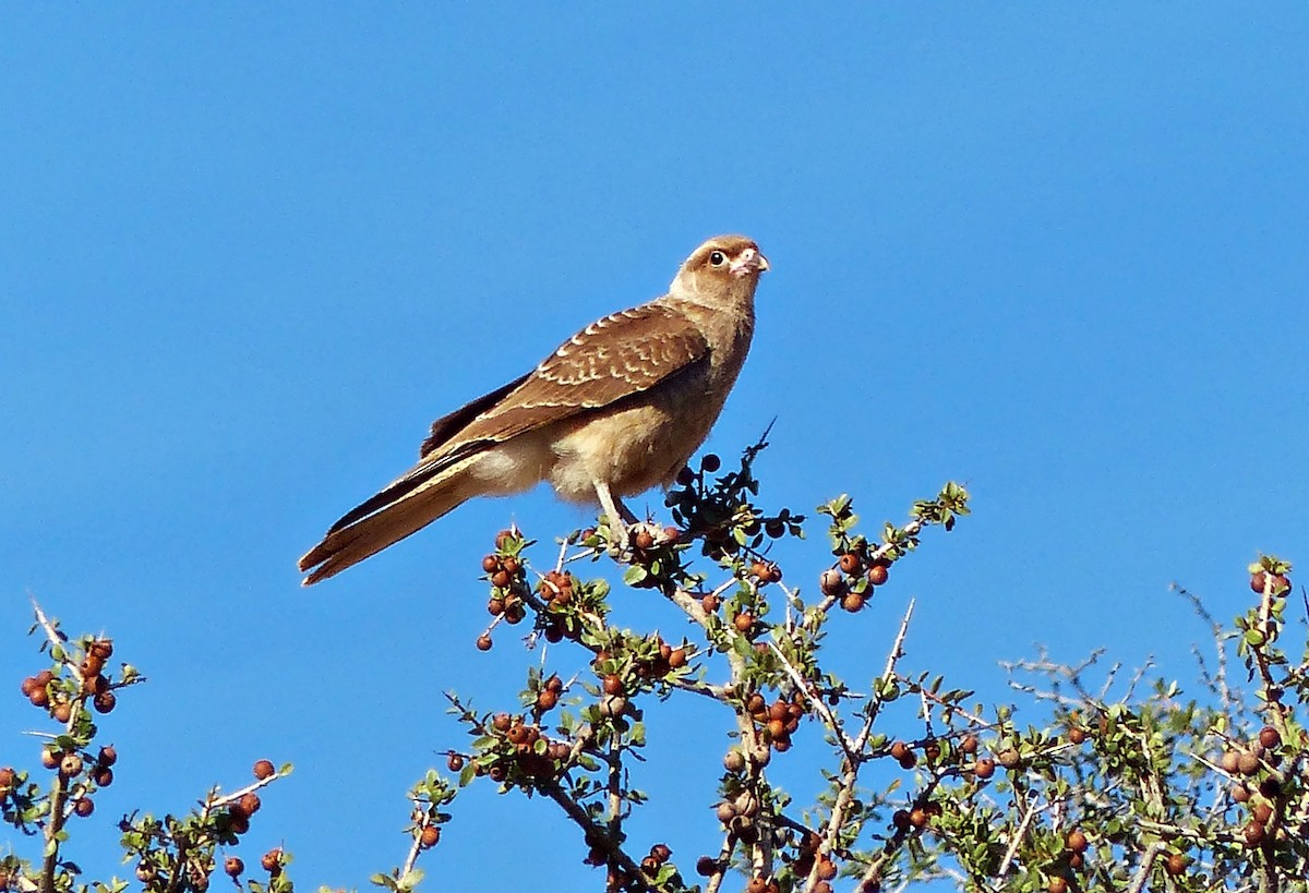 Chimango Caracara - ML615509422