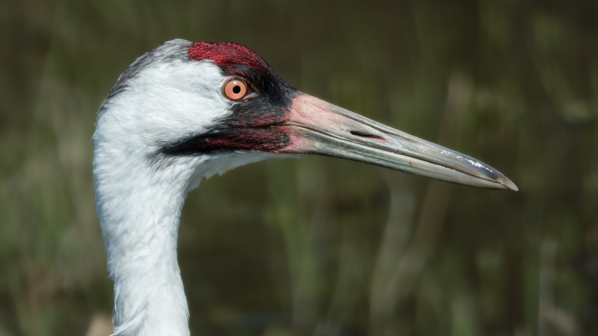 Whooping Crane - ML615509448