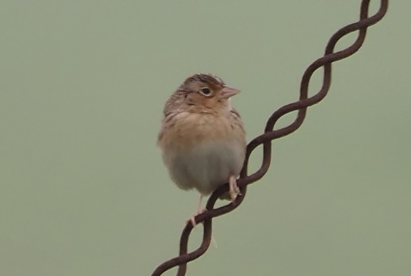 Grasshopper Sparrow - ML615509457