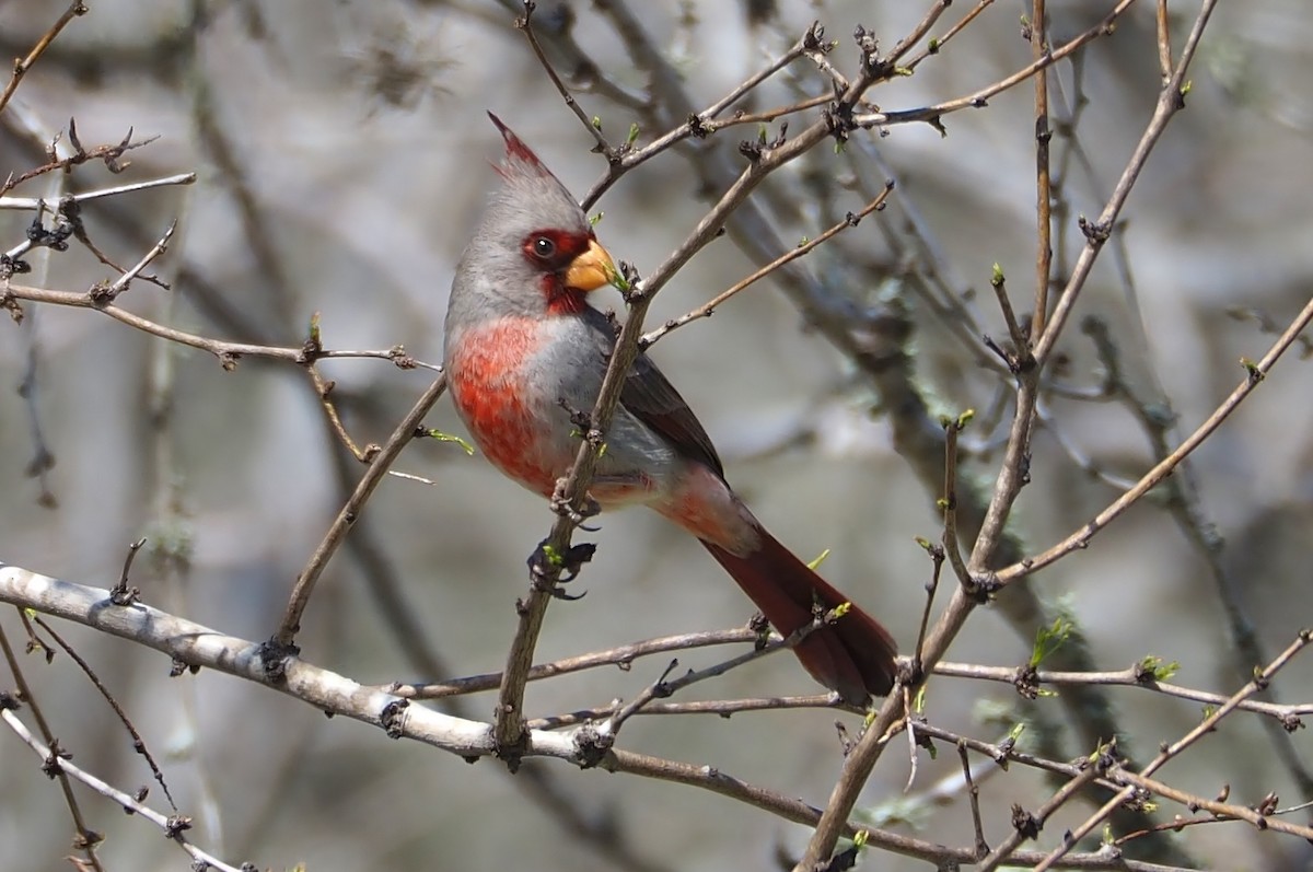 Cardinal pyrrhuloxia - ML615509480