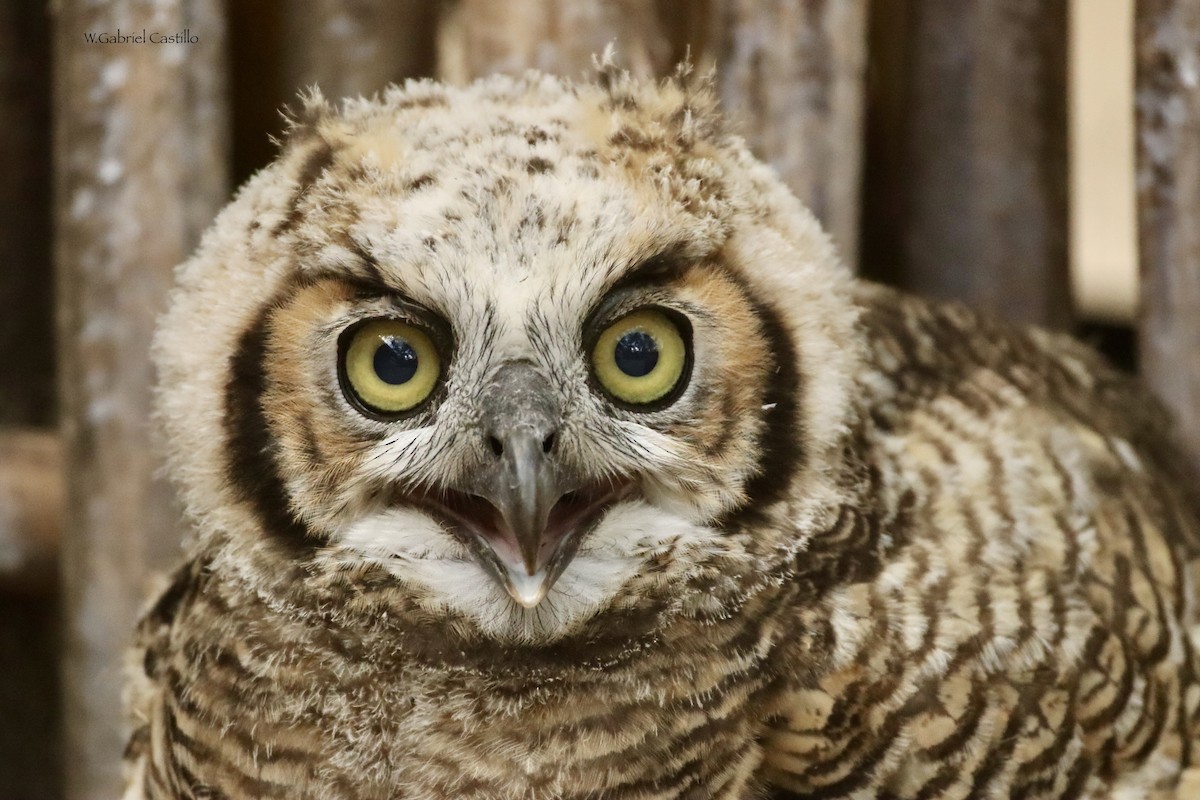 Great Horned Owl - ML615509498