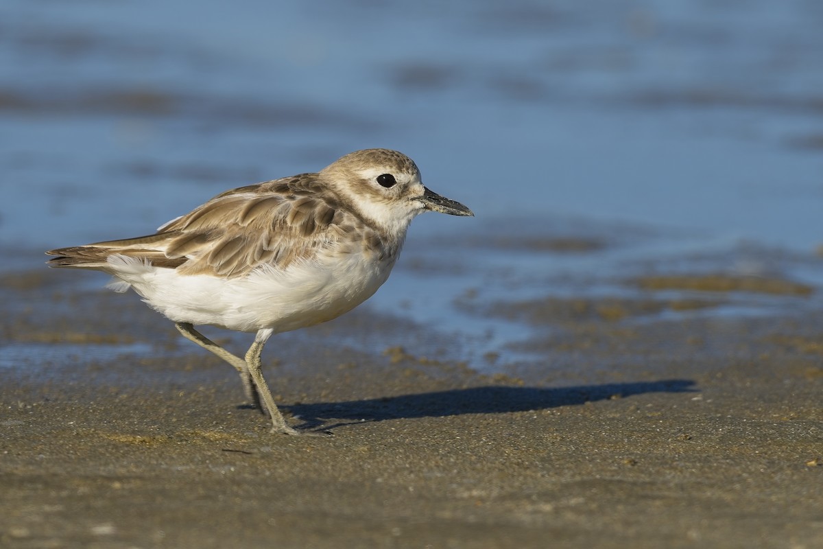 Double-banded Plover - ML615509500