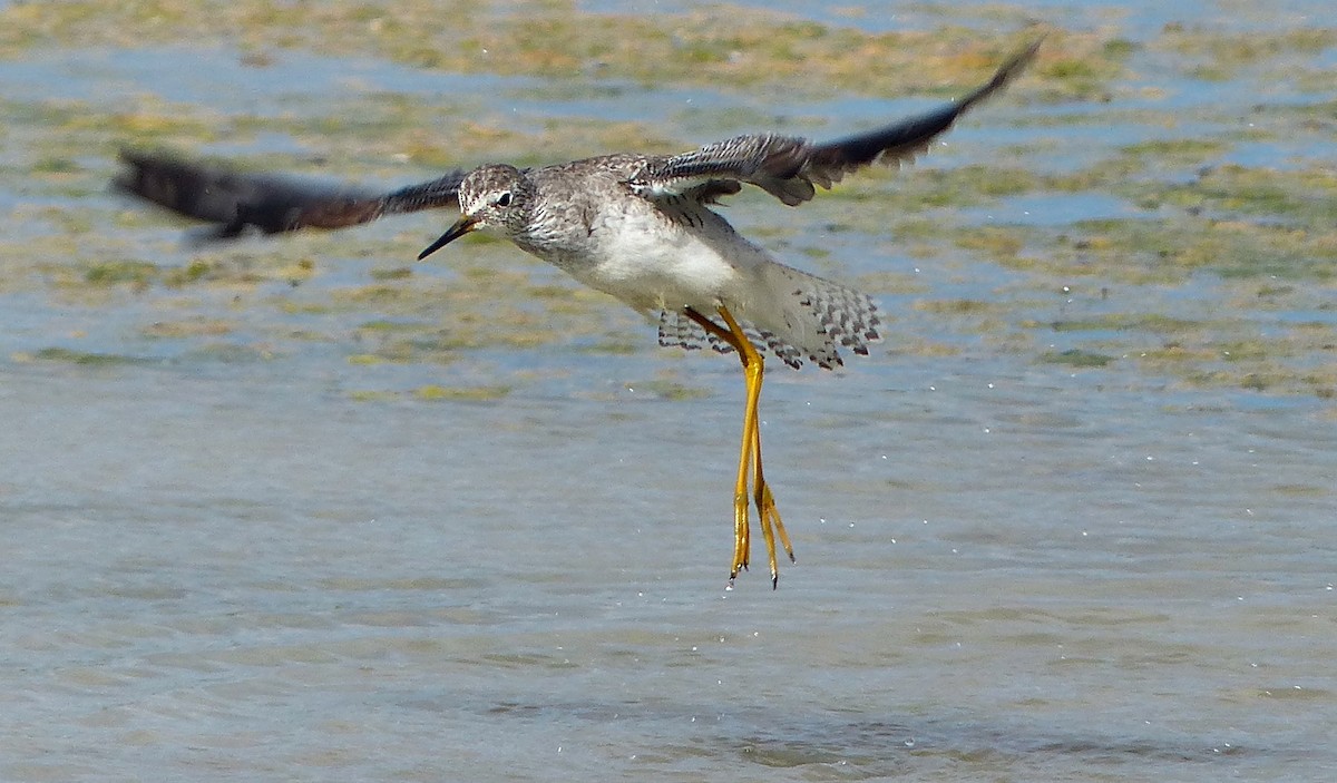 Lesser Yellowlegs - ML615509503