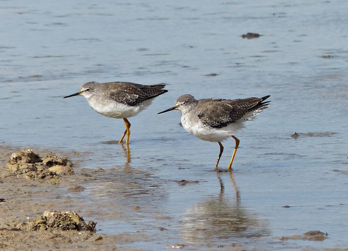 Lesser Yellowlegs - ML615509504