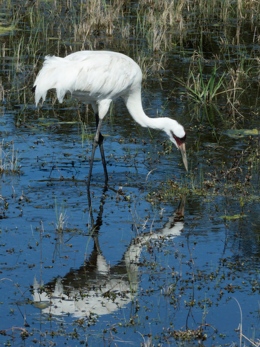 Whooping Crane - ML615509519