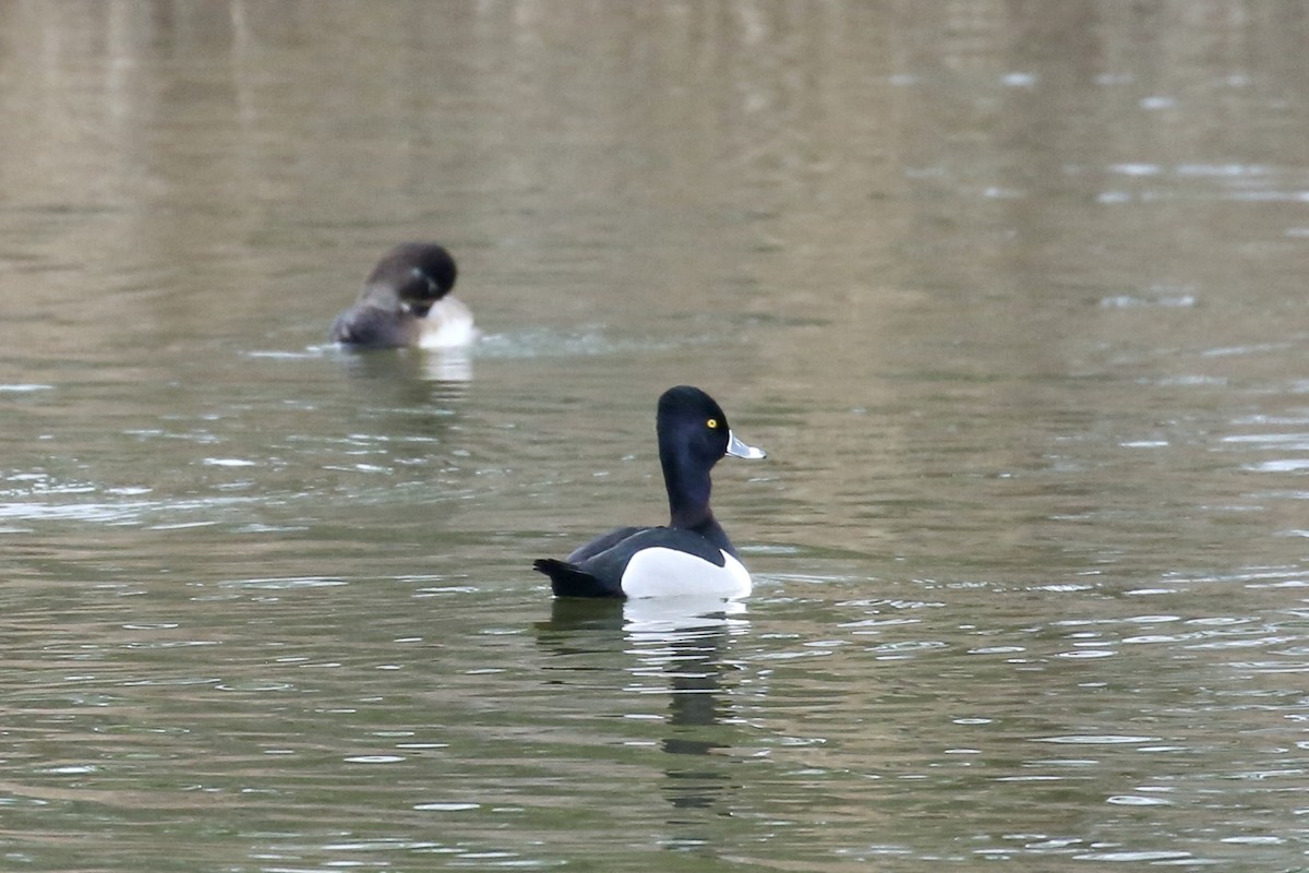Ring-necked Duck - Keith Gress