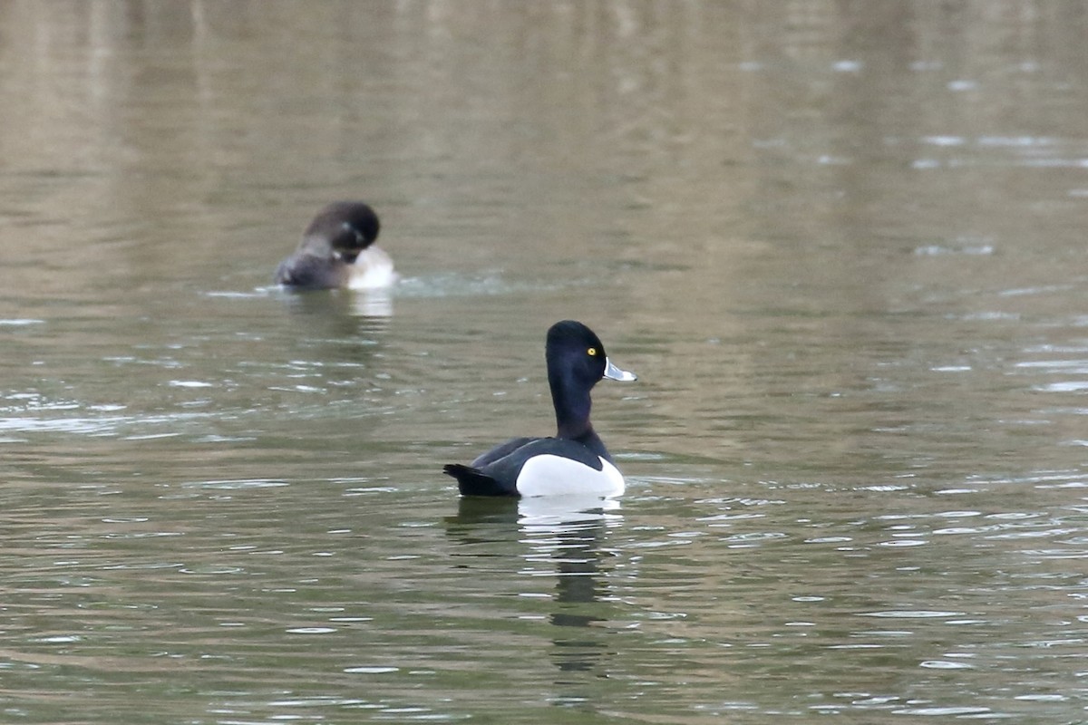 Ring-necked Duck - ML615509530