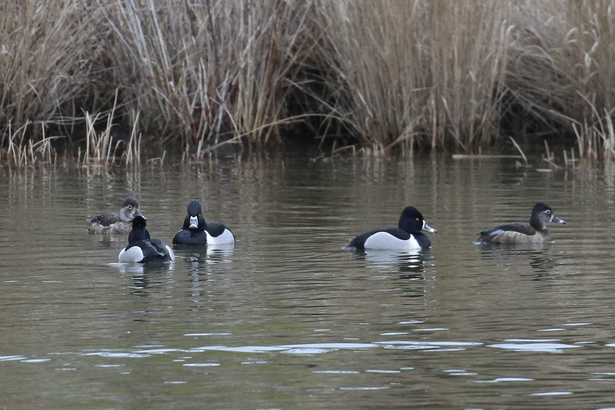 Ring-necked Duck - Keith Gress