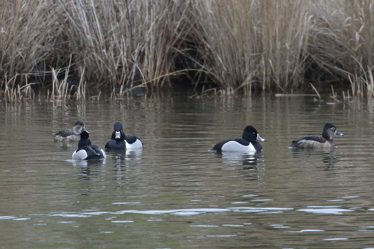 Ring-necked Duck - ML615509531