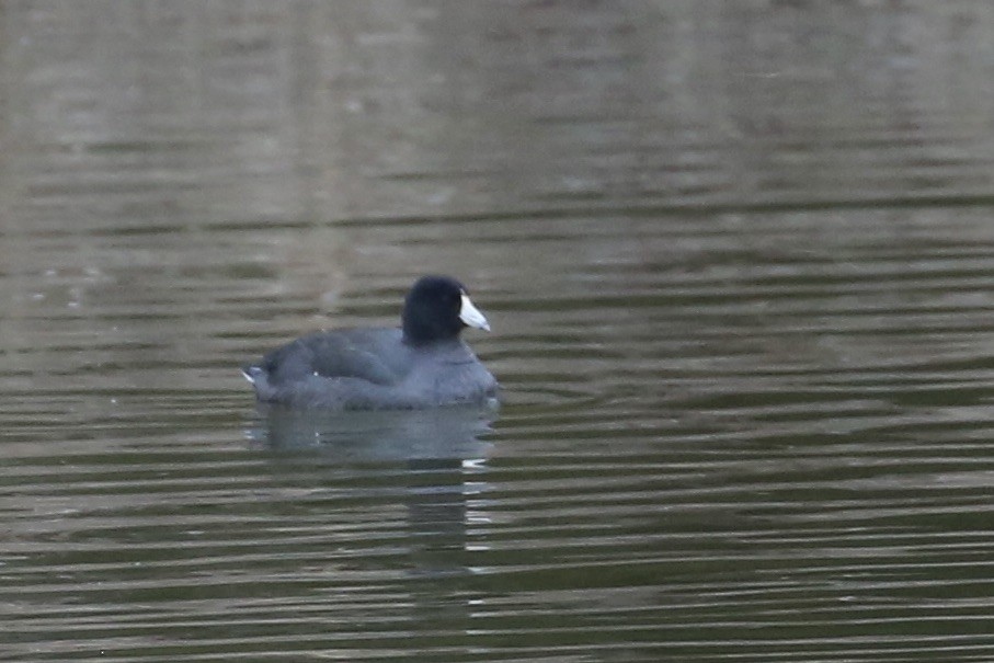 American Coot - Keith Gress