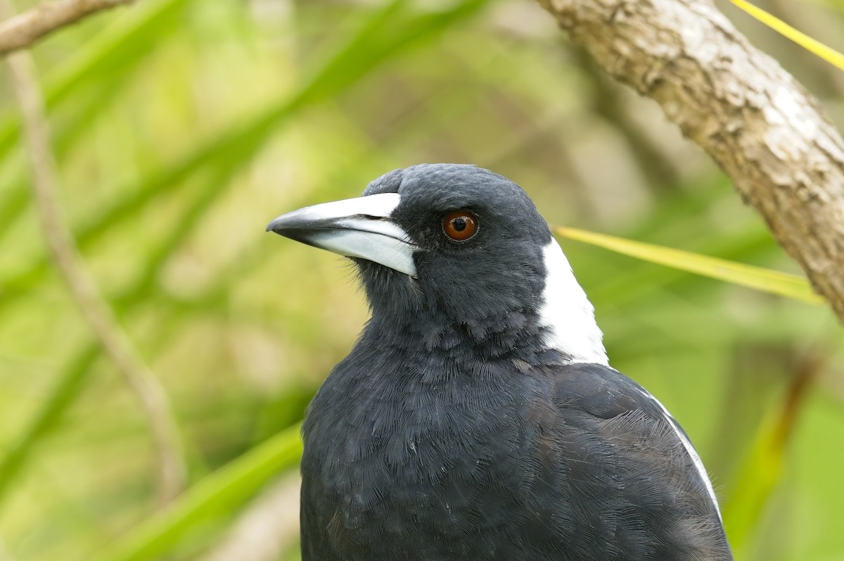 Australian Magpie - ML615509556