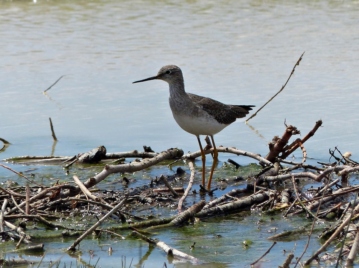 Lesser Yellowlegs - ML615509571