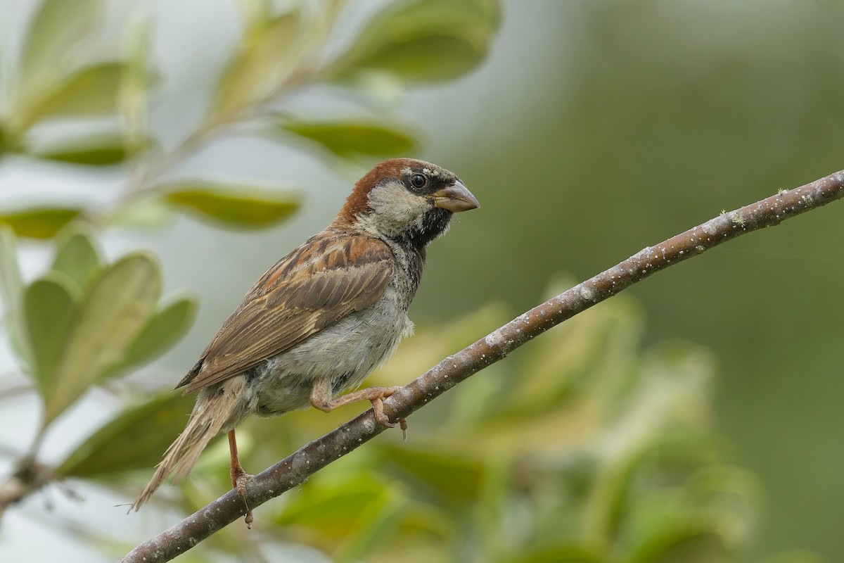 House Sparrow - Cody Matheson