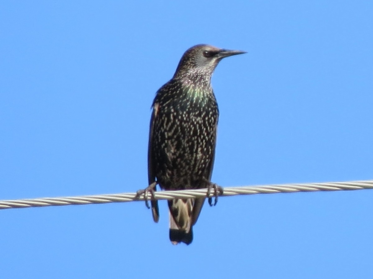 European Starling - ML615509600