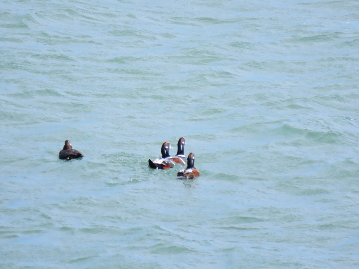 Harlequin Duck - ML615509604