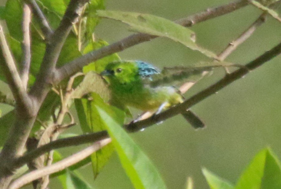 Yellow-bellied Tanager - Joan and/or George Sims