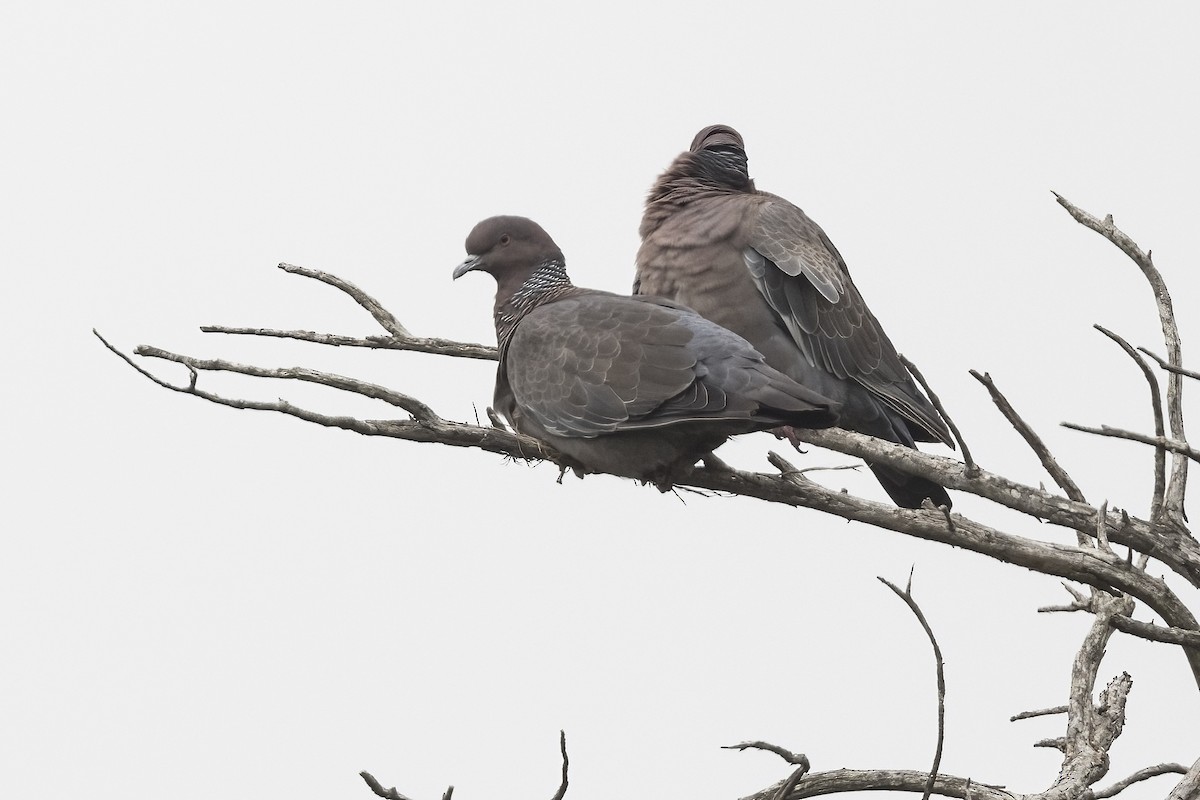 Pigeon picazuro - ML615509629