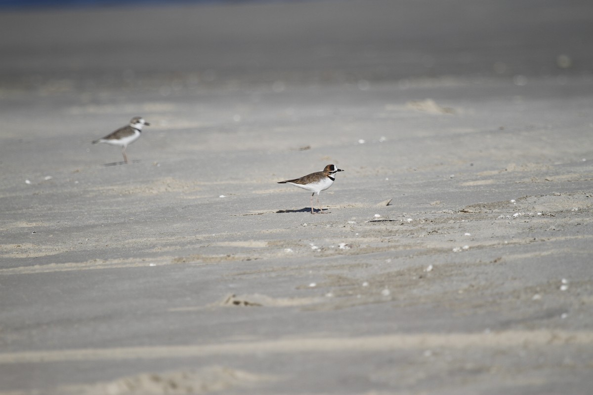 Collared Plover - ML615509656