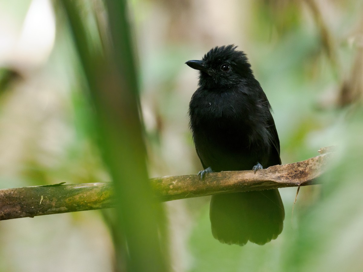 Black Antshrike - ML615509700