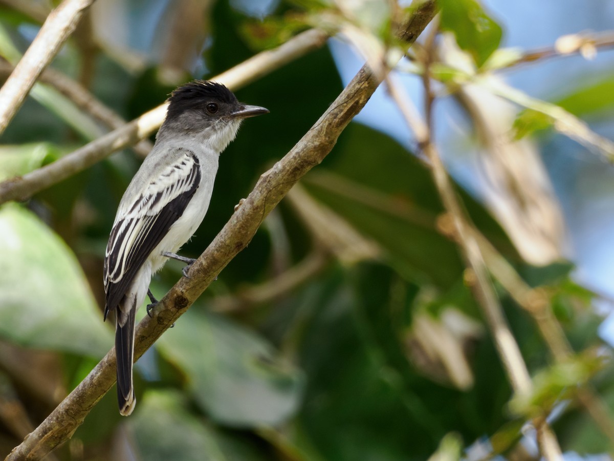 Mosquero del Chocó - ML615509715