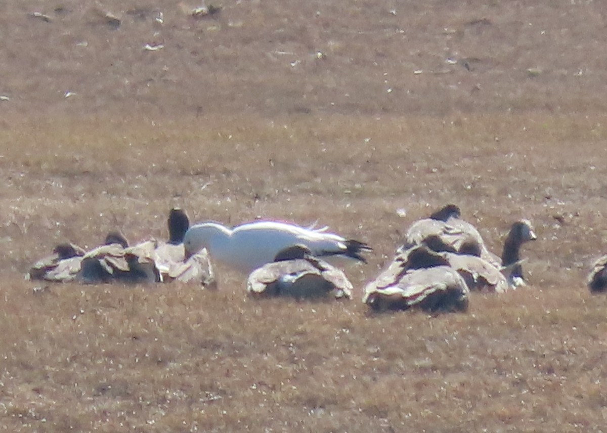 Ross's Goose - ML615509732