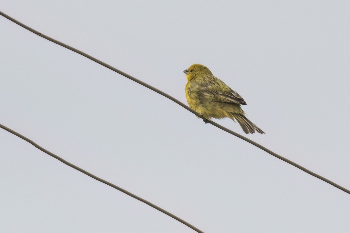 Saffron Finch - Robert Lockett