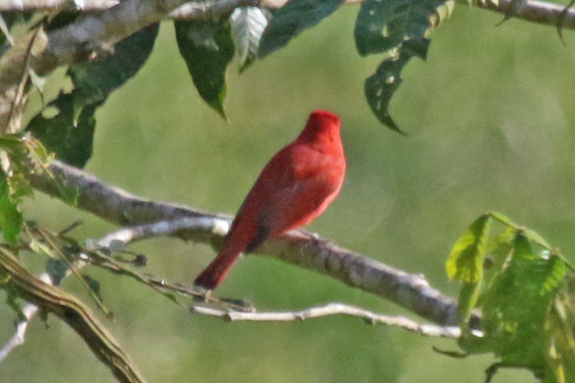 Summer Tanager - Joan and/or George Sims