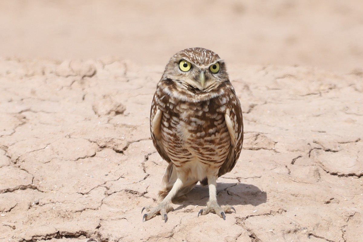 Burrowing Owl - ML615509790