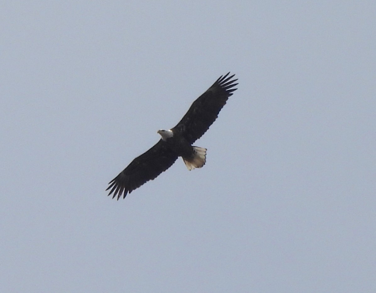 Bald Eagle - ML615509808