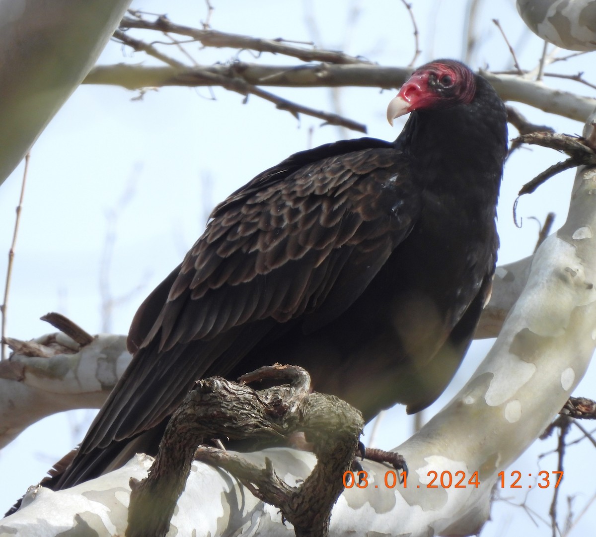 Turkey Vulture - ML615509811