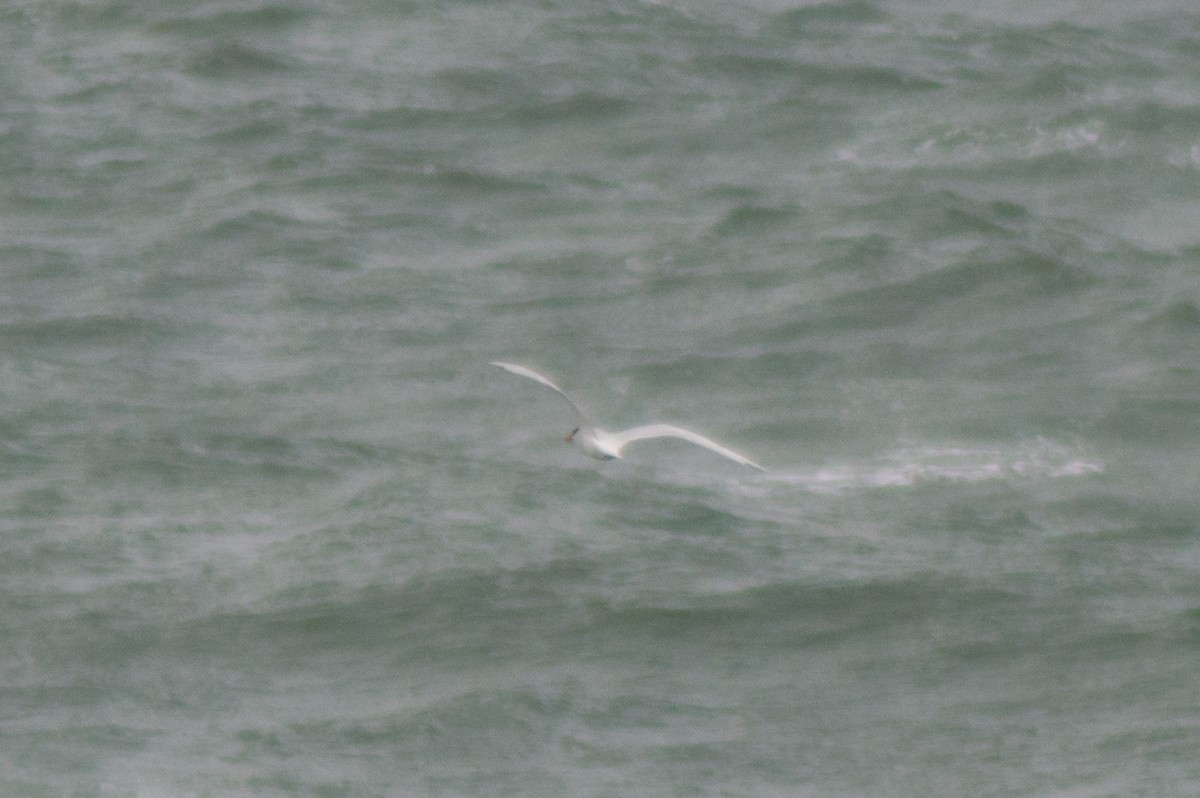 Caspian Tern - Trenton Voytko