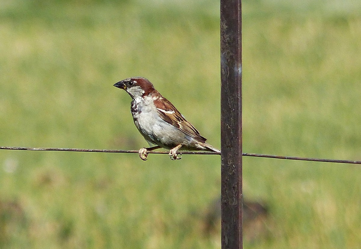 House Sparrow - Carlos Schmidtutz