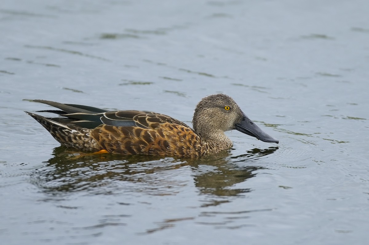 Australasian Shoveler - ML615509850