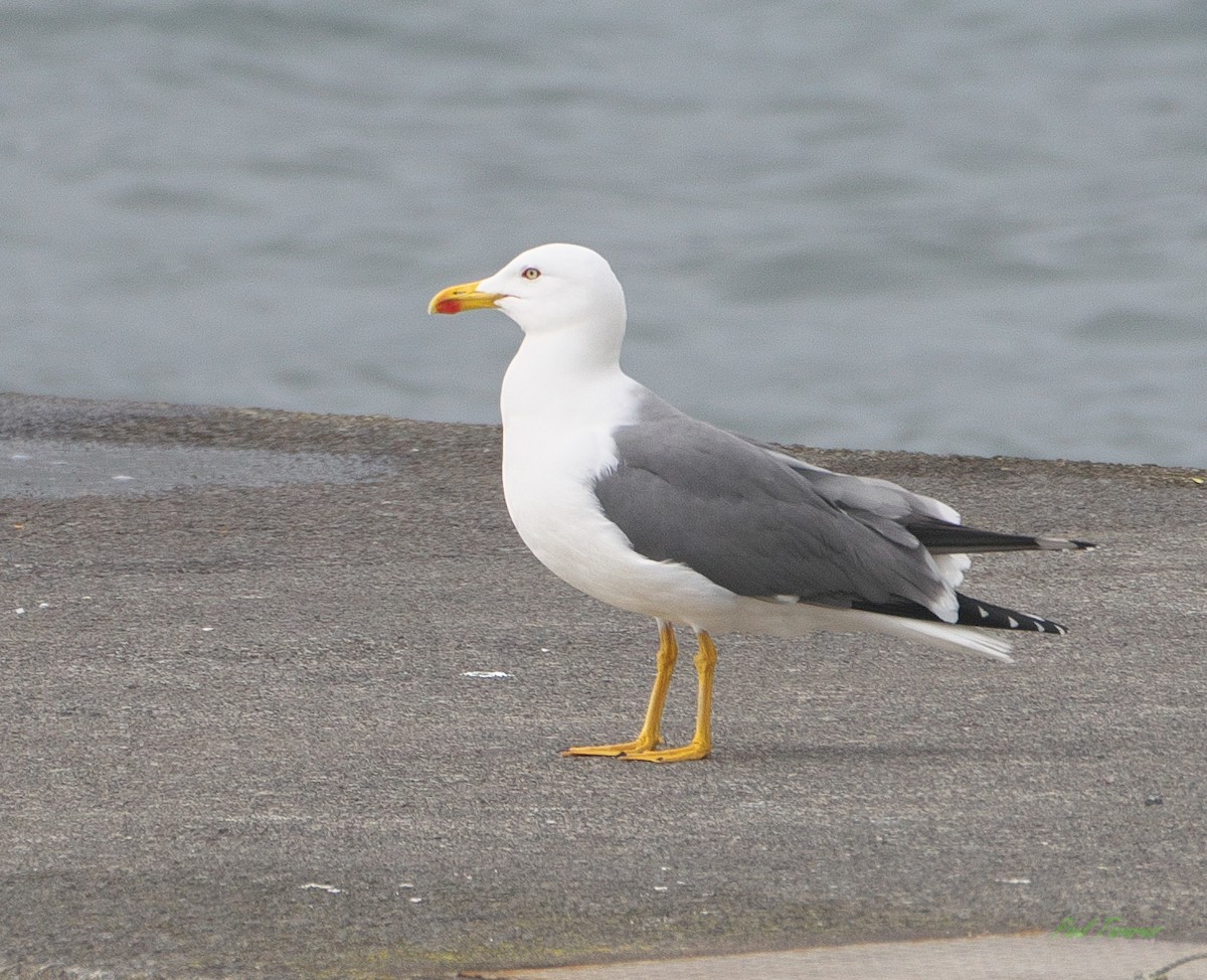 Yellow-legged Gull - ML615509853