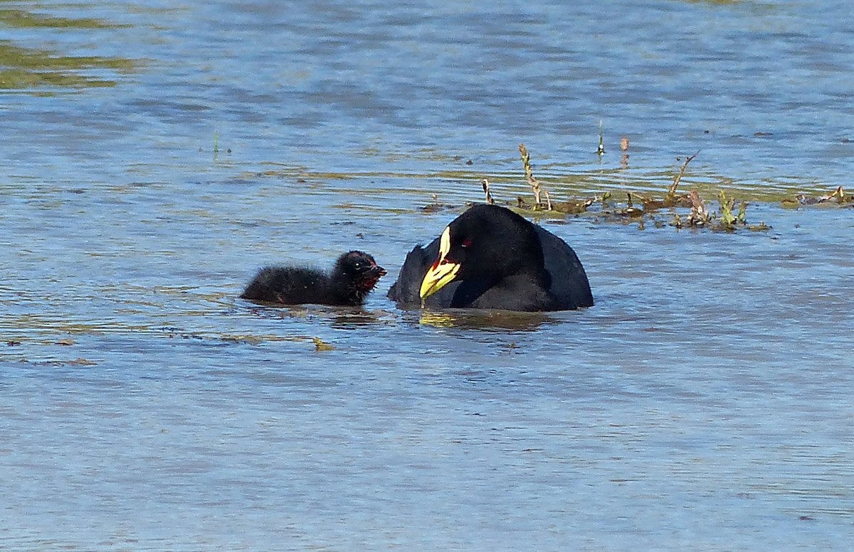 Red-gartered Coot - ML615509855