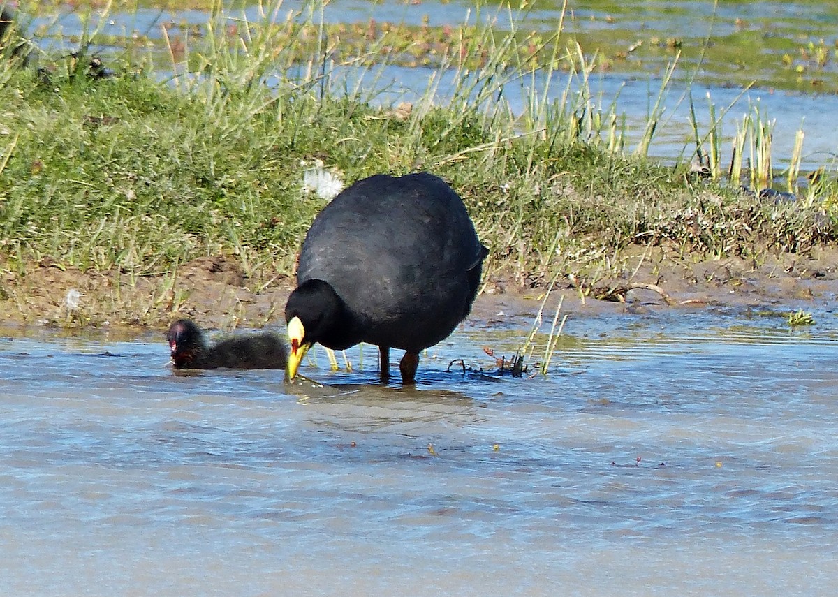 Red-gartered Coot - Carlos Schmidtutz