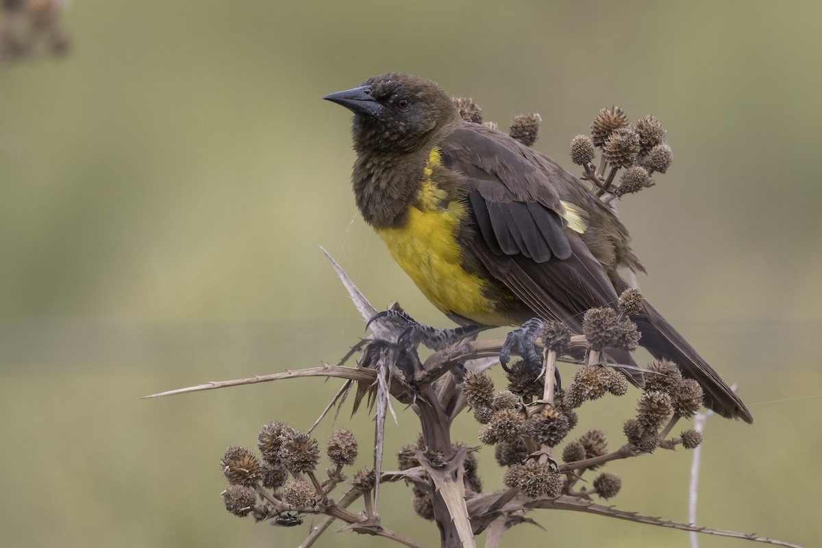 Brown-and-yellow Marshbird - ML615509859