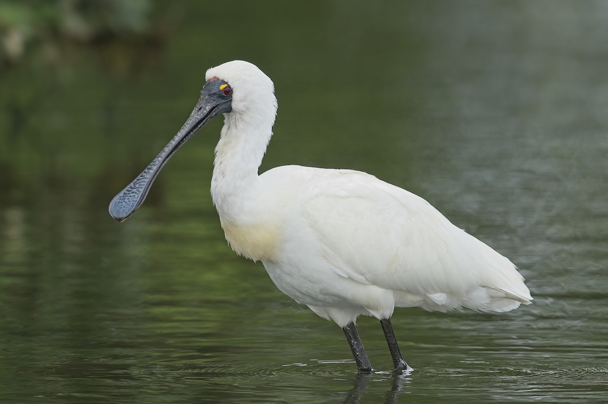 Royal Spoonbill - ML615509879