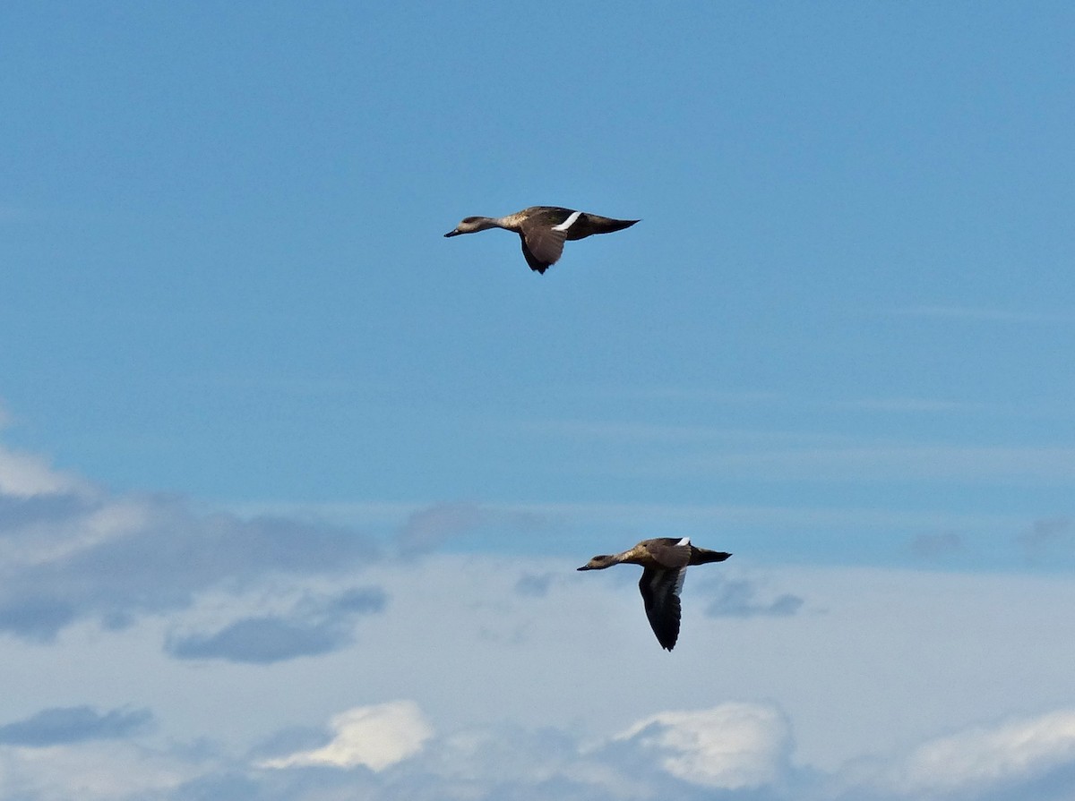 Crested Duck - ML615509897